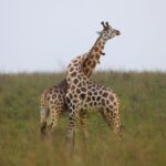 pexels-eric-kamoga-151630609-26689573