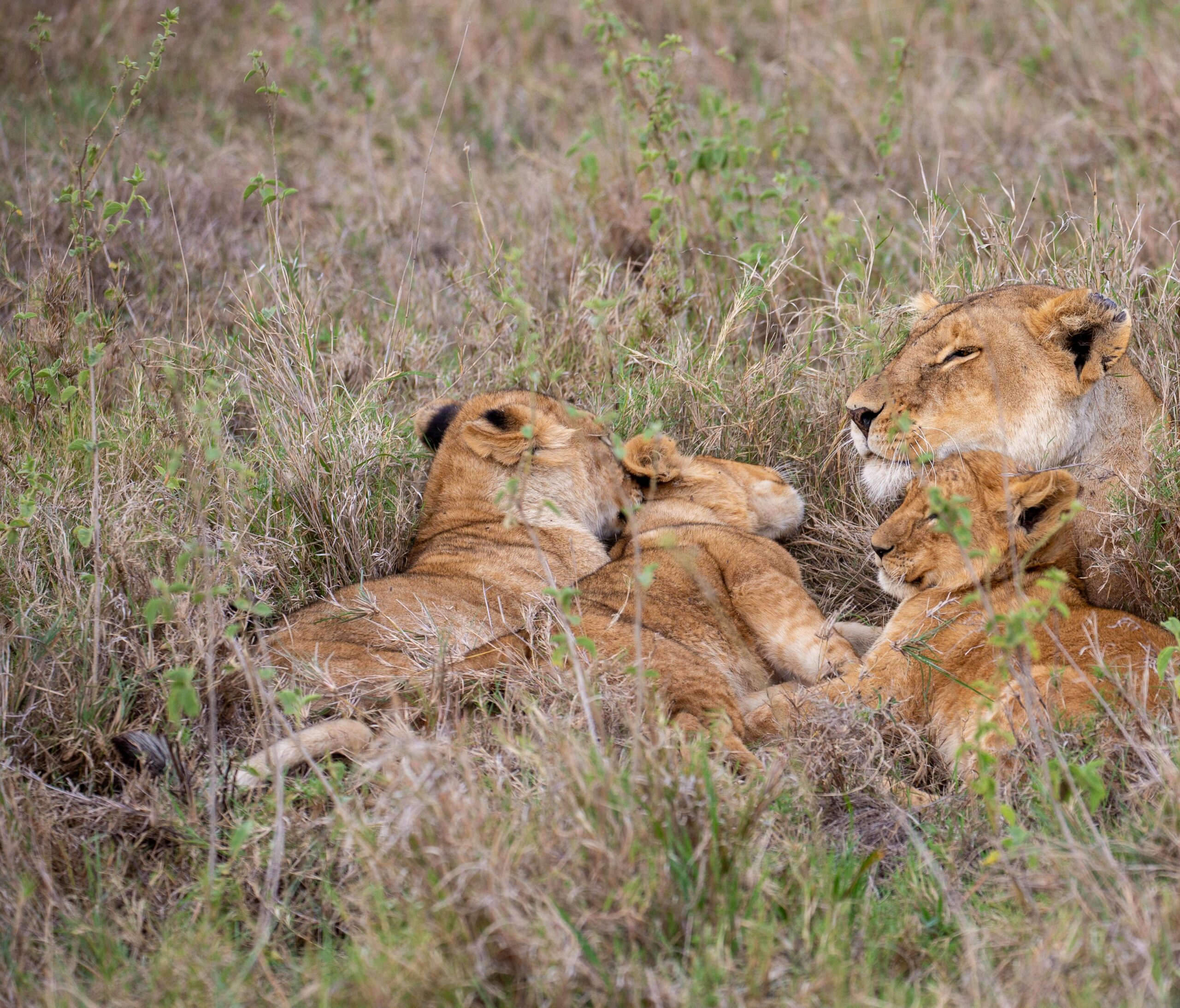 Den of Lions in Kenya Safari luxury Journeys with Julliet